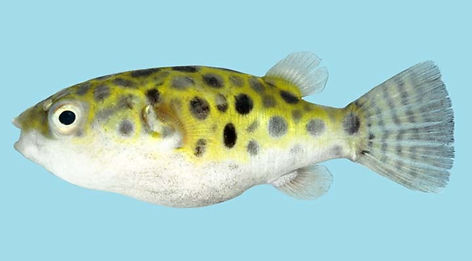 (c) FishWise Professional.jpg