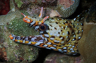 Enchelycore pardalis Drachenmuräne (c) D. Torres-Pulliza.jpg