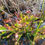 Miniaturbild: Papageien-Schlauchpflanze (Sarracenia psittacina)