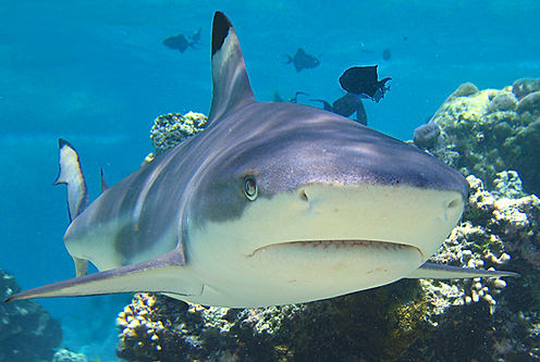 (c) Ila France_edited.jpg