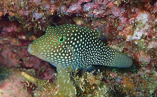 Canthigaster punctatissima (c) Sylvain L