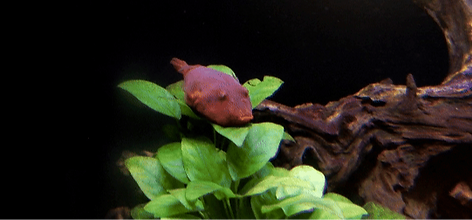 Tetraodon miurus (c) 彭啟賢_edited.png