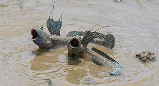 Boleophthalmus pectinirostris (c) matthewkwan.jpg