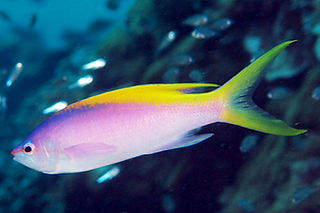 Mirolabrichthys evansi.jpg
