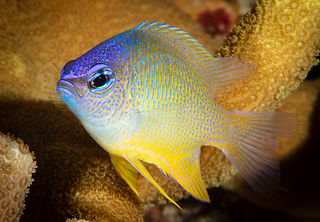 (c) Wayne and Pam Osborn.jpeg