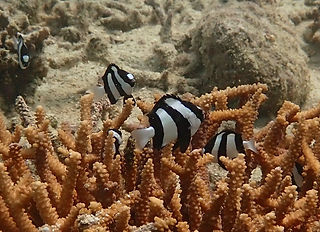 (c) Claire Goiran_edited.jpg