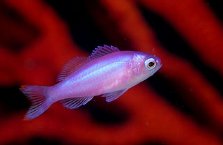 Pseudanthias pascalus.jpg