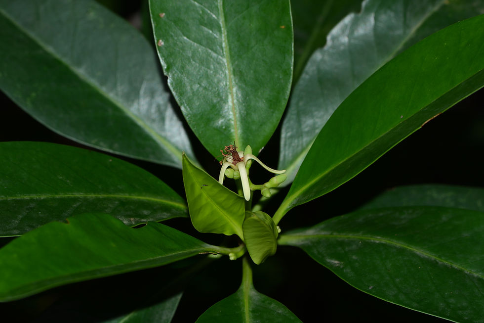 Miniaturbild: Kerzenmangrove (Kandelia candel)