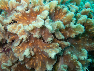 Sinularia brassica (c) New Heaven Reef Conservation Program.jpg