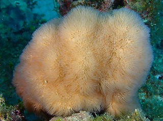 Erythropodium caribaeorum (c) Robin Whit