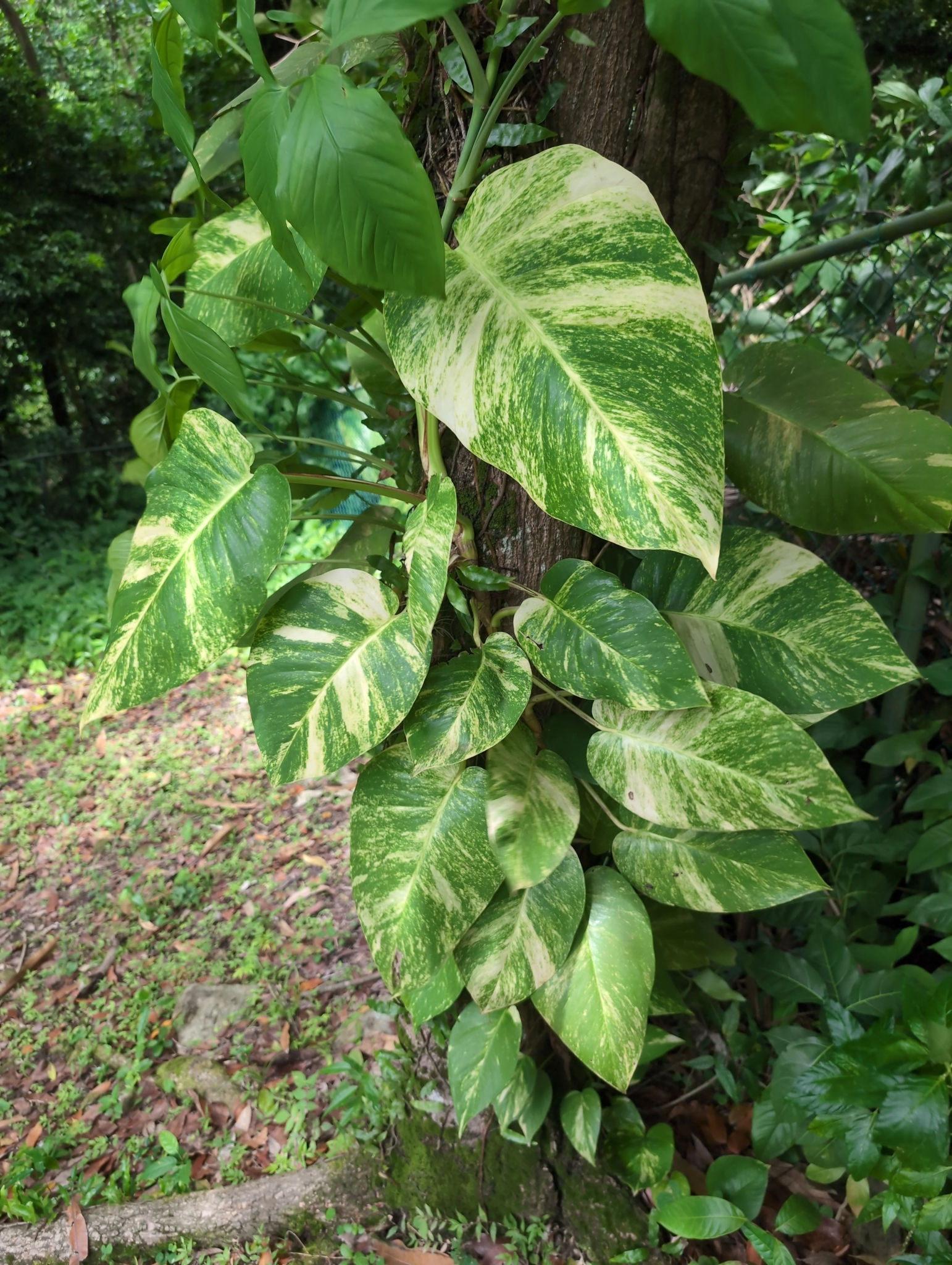 Efeutute (Epipremnum aureum) panaschiert