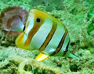 (c) Tsu Soo Tan_edited.jpg