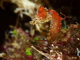 Hippocampus japapigu (c) Justin Chen_edi