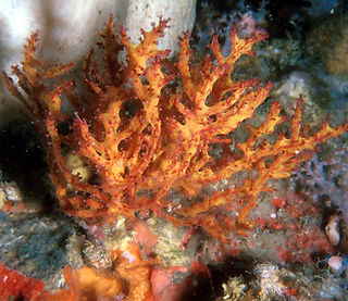 Paratelesto sp. (c) uwkwaj.jpg