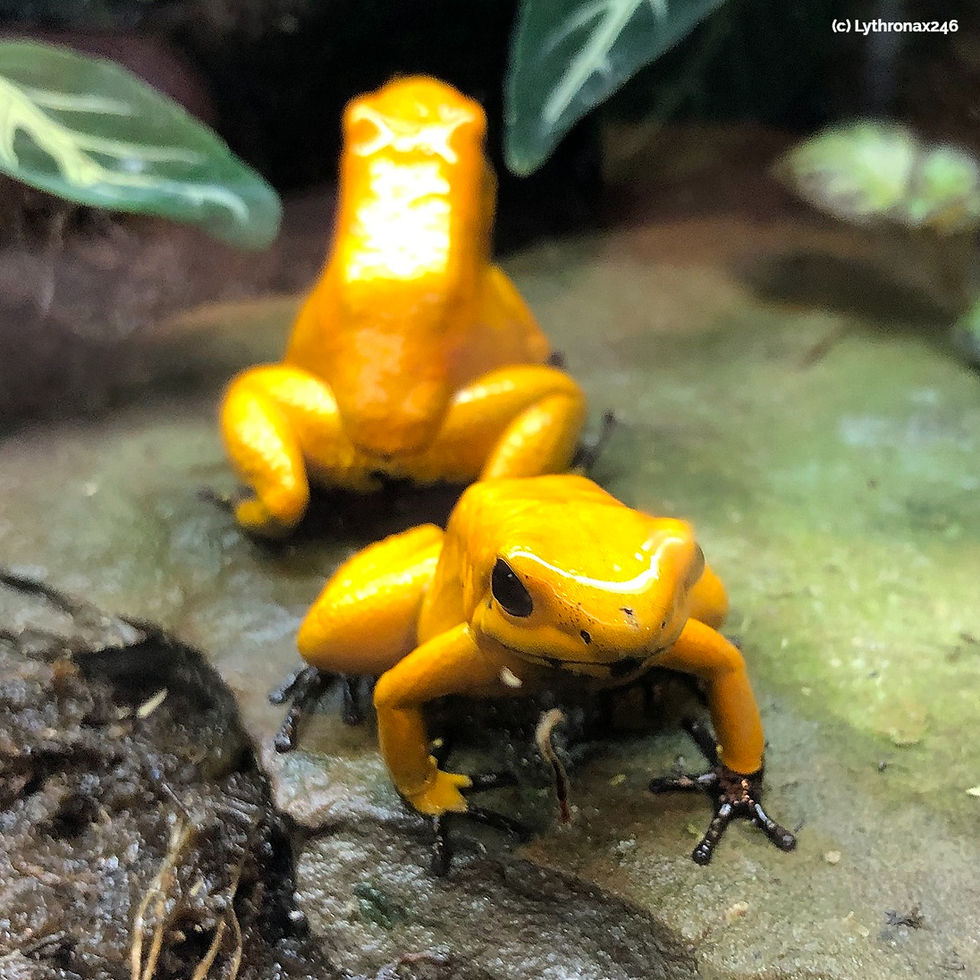 Miniaturbild: Goldener Blattsteiger (Phyllobates terribilis)