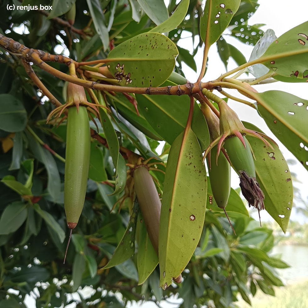 Miniaturbild: Orange Mangrove (Bruguiera sexangula)