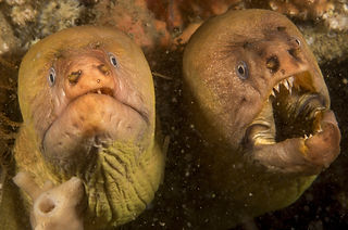 Gymnothorax prasinus Gelbe Muräne © Erik Schlogl.jpg