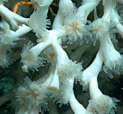 Lophelia_pertusa,_pólipos.png