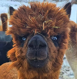 e4a06f_c270bcfed2b64dd48267c5e0e844941d~