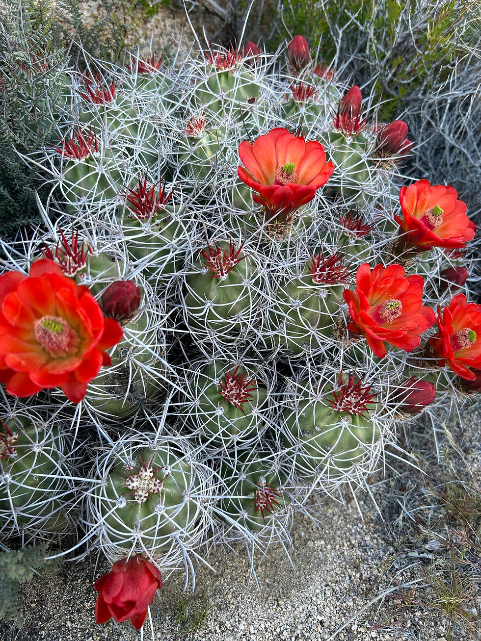 Miniaturbild: Echinocereus triglochidiatus
