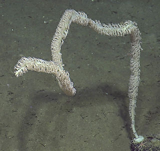 Lepidisis sp_edited.jpg