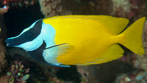 Foxface_rabbitfish_(Siganus_vulpinus)_(3