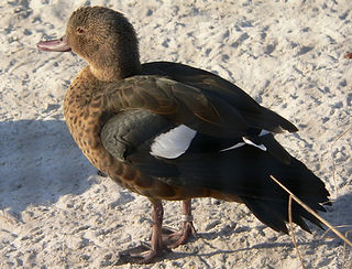 1280px-Bernierente_0503244_edited.jpg