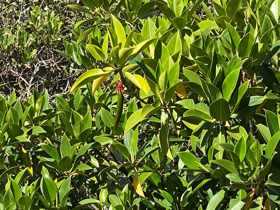 Miniaturbild: Orientalische Mangrove (Bruguiera gymnorhiza)