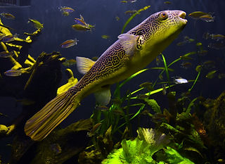 Basel_Zoo_Tetraodon_mbu_28102013_1_edite