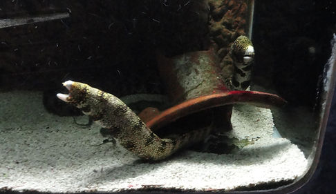 Limoges_aquarium_moray_eel_(21718371723)