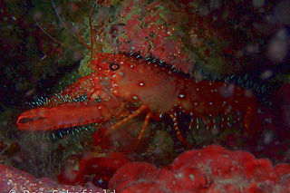 large (1)_edited.jpg