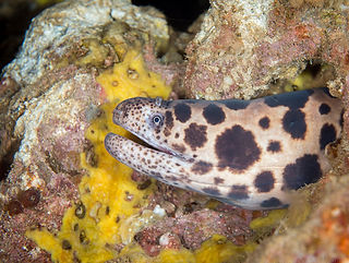 Scuticaria tigrina Große Tigermuräne (c) David R.jpg