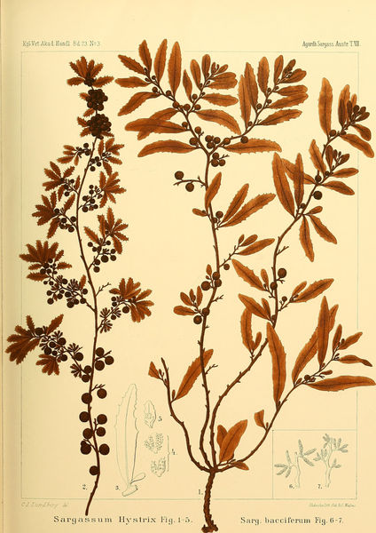 Sargassum hystrix und Sargassum natans, Illustration.jpg