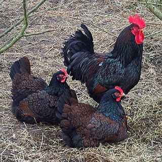 BarnevelderTrio_edited.jpg