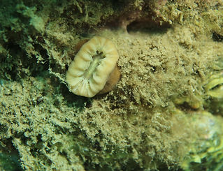 Balanophyllia_europaea_Vielfarbige_Solitärkoralle_2.jpg