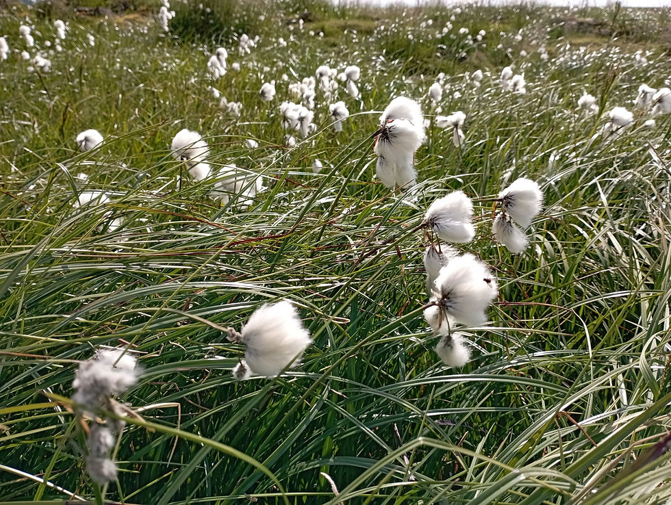 Thumbnail: Schmalblättriges Wollgras (Eriophorum angustifolium)