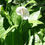 Miniaturbild: Scheidenblatt (Spathiphyllum walissii)