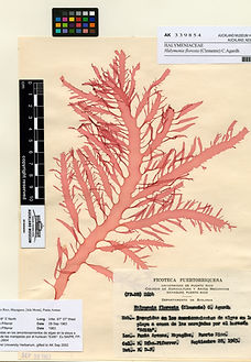 Halymenia_floresia_(Clemente)_C_edited.j