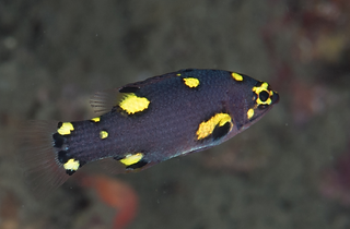Blackbelt_hogfish_juvenile_(Bodianus_mes