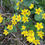 Miniaturbild: Sumpfdotterblume (Caltha palustris)