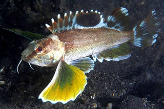 Apistus carinatus Wespenfisch_edited.jpg