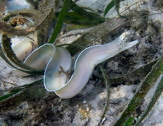 Pseudechidna brummeri Weiße Geistermuräne (c) ulexeuropaeus.jpg