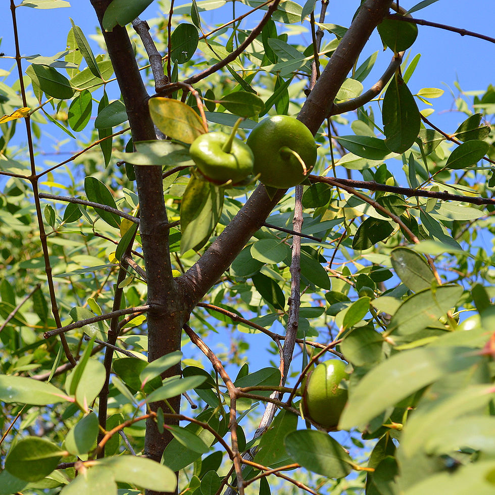 Miniaturbild: Pagatpat-Mangrove (Sonneratia caseolaris)
