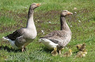 Pommerngans_&_Gössel.jpg