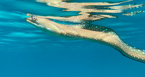 Gymnothorax equatorialis Sattelfleckenmu