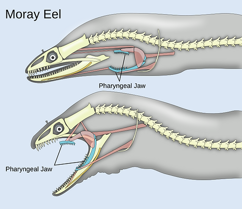 Pharyngeal_jaws_of_moray_eels.svg.png
