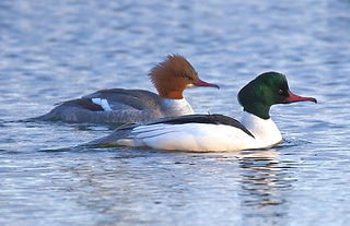 Europäischer Gänsesäger (Mergus merganser ssp. merganser) (c) Bengt Nyman.jpg