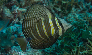 (c) Mark Rosenstein.jpg