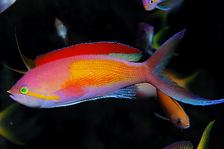 Nemanthias carberryi.png