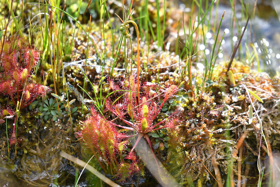 Miniaturbild: Langblättriger Sonnentau (Drosera anglica)